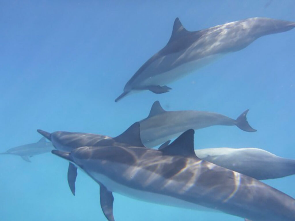 Schwimmen mit Delfinen - Regina Tamkus