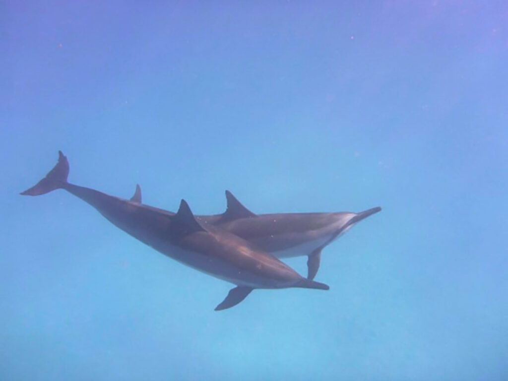 Schwimmen mit Delfinen - Regina Tamkus